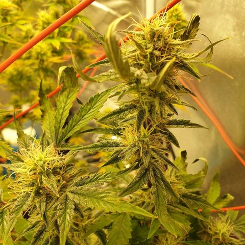 NL 1 growlog timeline photo