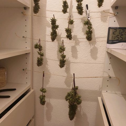 NL 1 growlog timeline photo