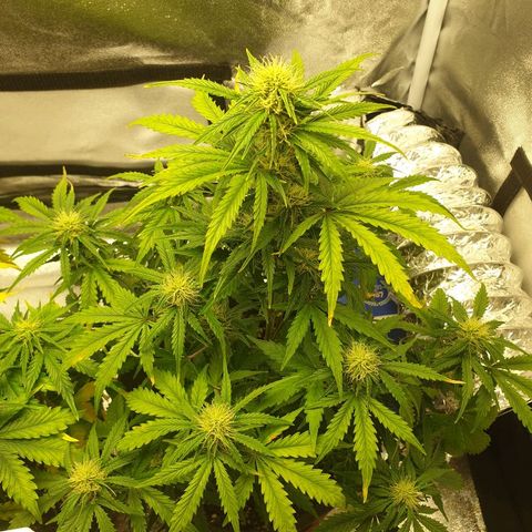 NL 1 growlog timeline photo