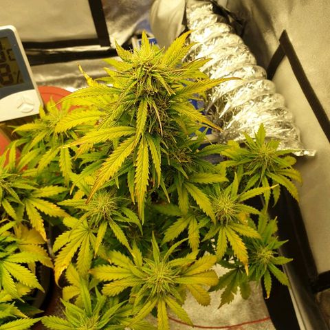 NL 1 growlog timeline photo