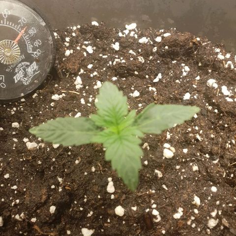 NL 1 growlog timeline photo