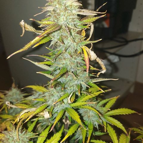 NL 1 growlog timeline photo