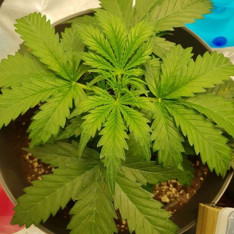 NL 1 growlog timeline photo