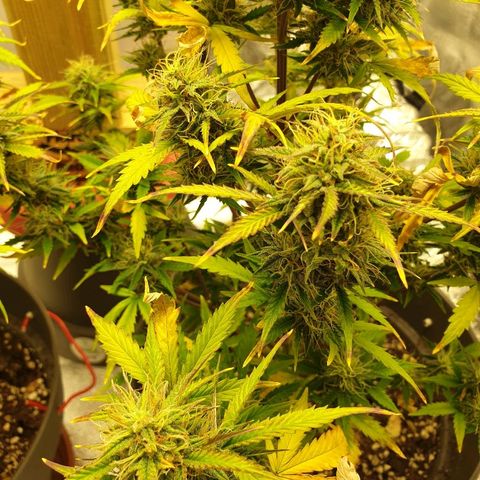 NL 1 growlog timeline photo