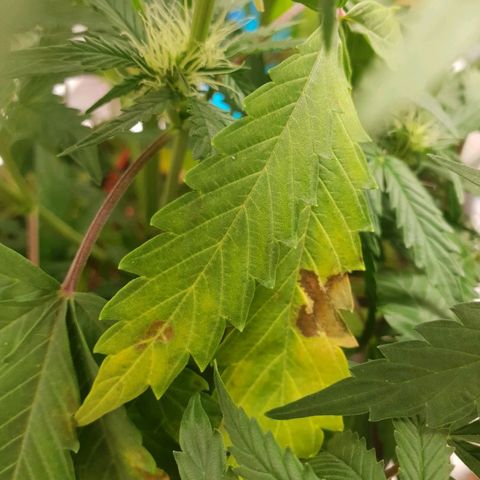 NL 1 growlog timeline photo