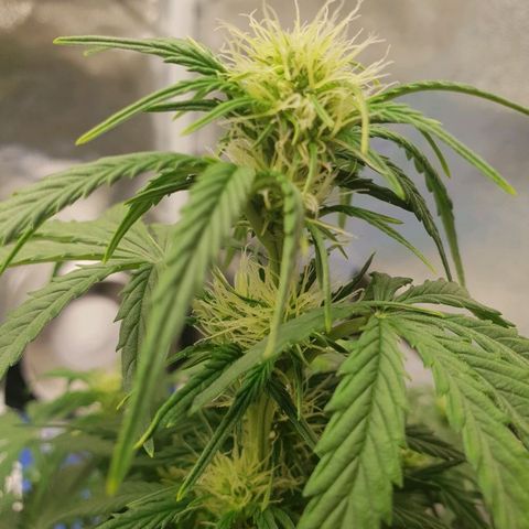 NL 1 growlog timeline photo