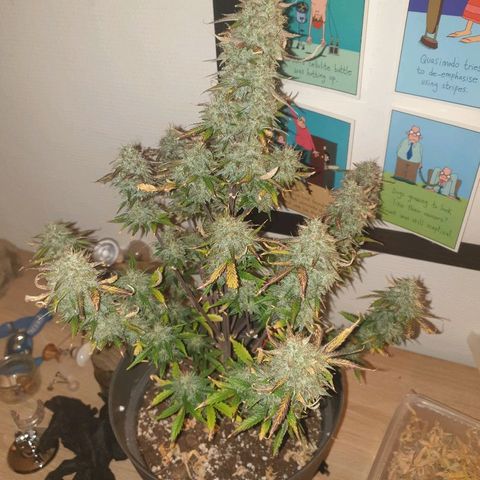 NL 1 growlog timeline photo