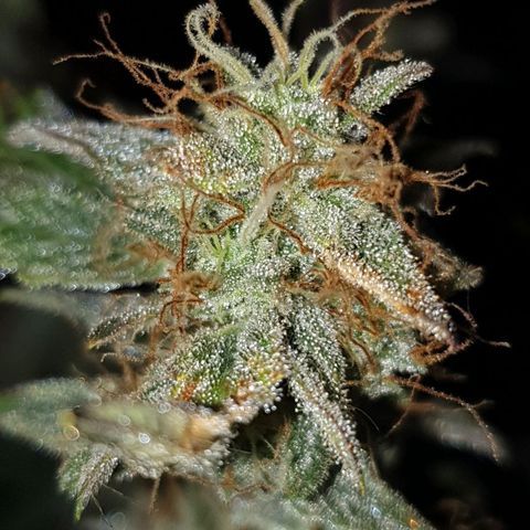 NL 1 growlog timeline photo