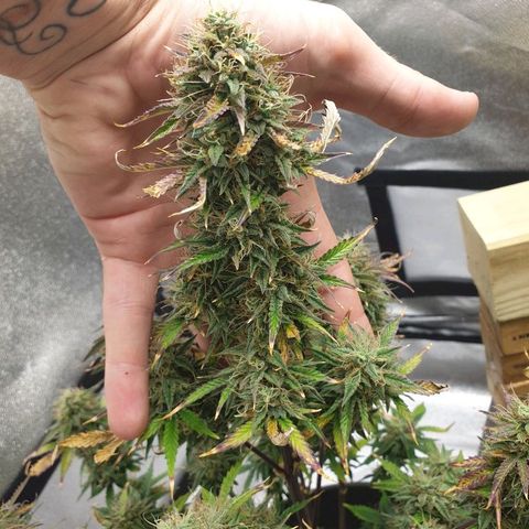 NL 1 growlog timeline photo