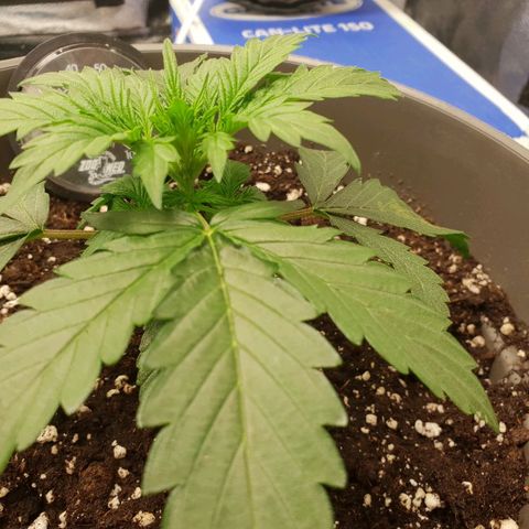 NL 1 growlog timeline photo