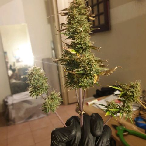 NL 1 growlog timeline photo