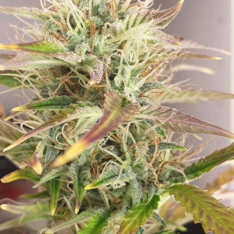 NL 1 growlog timeline photo