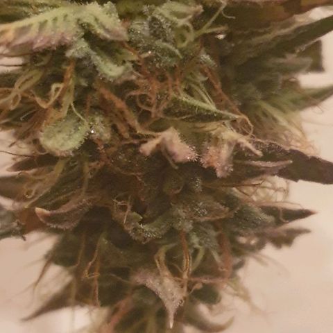 NL 1 growlog timeline photo