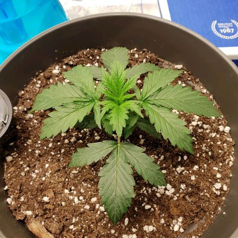 NL 1 growlog timeline photo