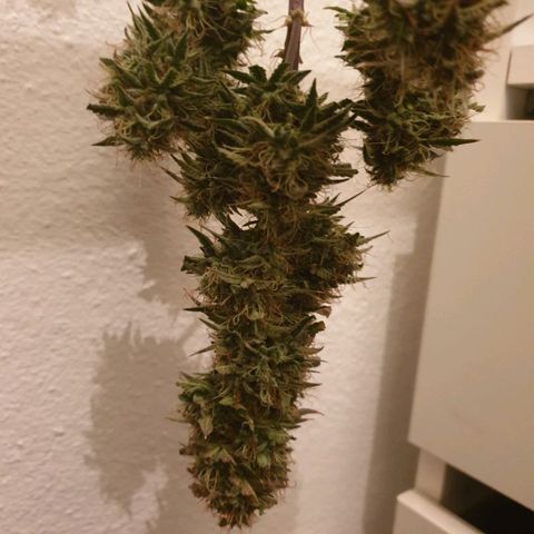 NL 1 growlog timeline photo