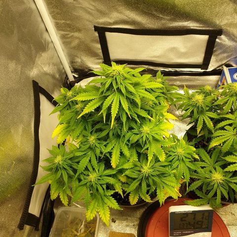 NL 1 growlog timeline photo