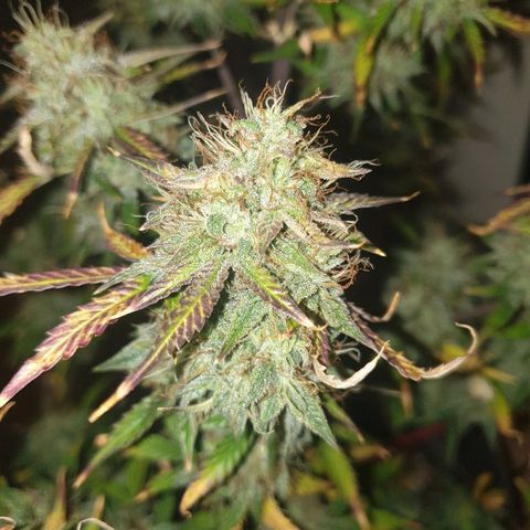 NL 1 growlog timeline photo