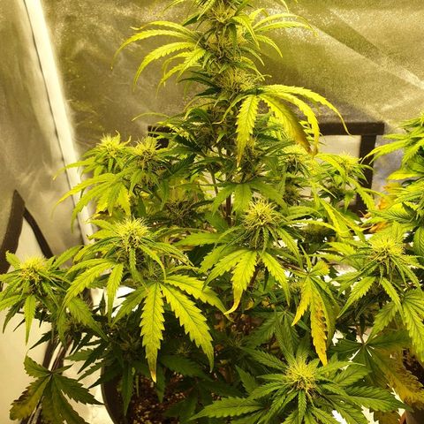 NL 1 growlog timeline photo