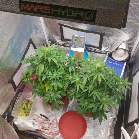 NL 1 growlog timeline photo