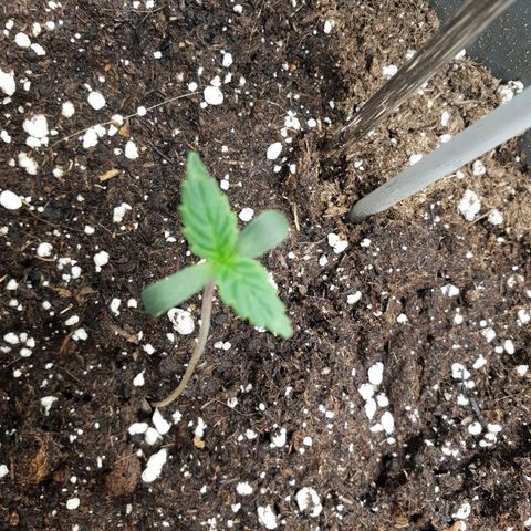 NL 1 growlog timeline photo