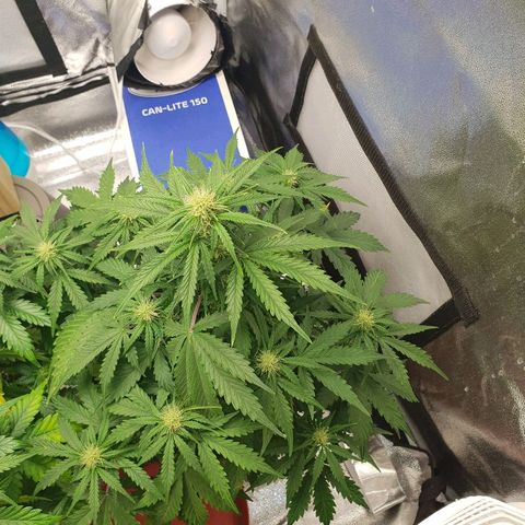 NL 1 growlog timeline photo