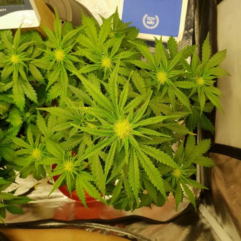 NL 1 growlog timeline photo