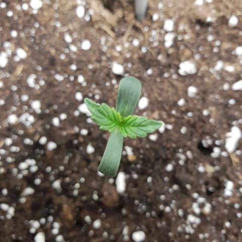 NL 1 growlog timeline photo