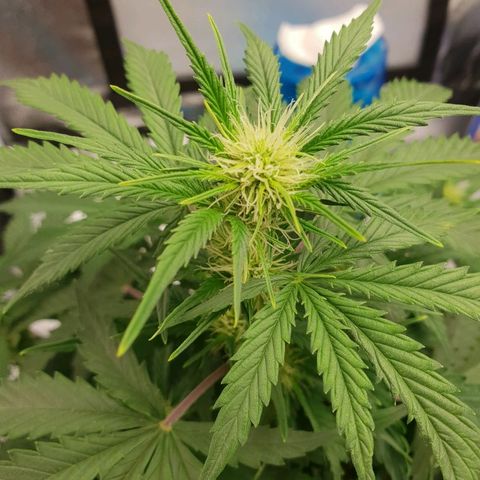 NL 1 growlog timeline photo