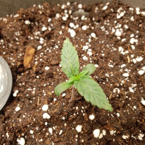 NL 1 growlog timeline photo