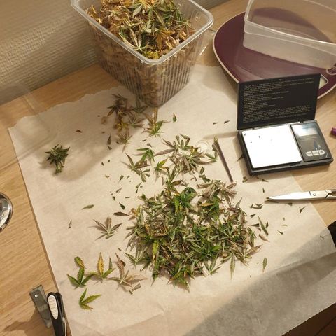 NL 1 growlog timeline photo