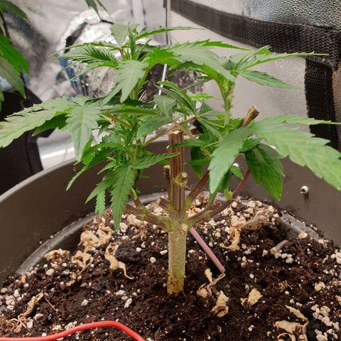 NL 1 growlog timeline photo