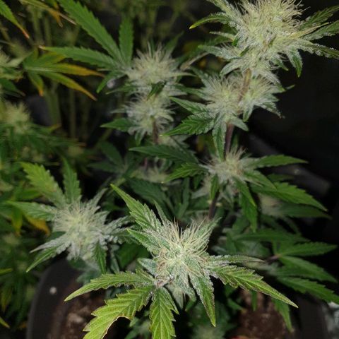 NL 1 growlog timeline photo