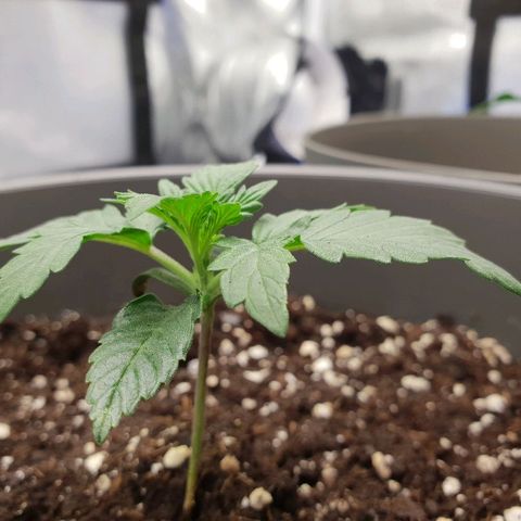 NL 1 growlog timeline photo
