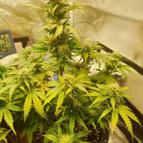 NL 1 growlog timeline photo