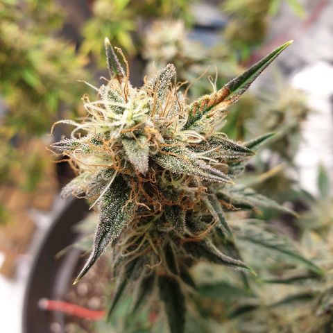 NL 1 growlog timeline photo