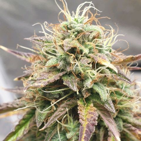 NL 1 growlog timeline photo