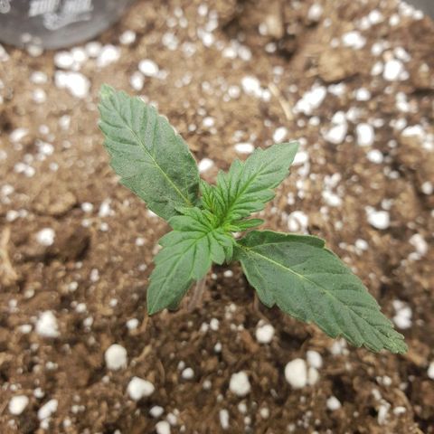 NL 1 growlog timeline photo