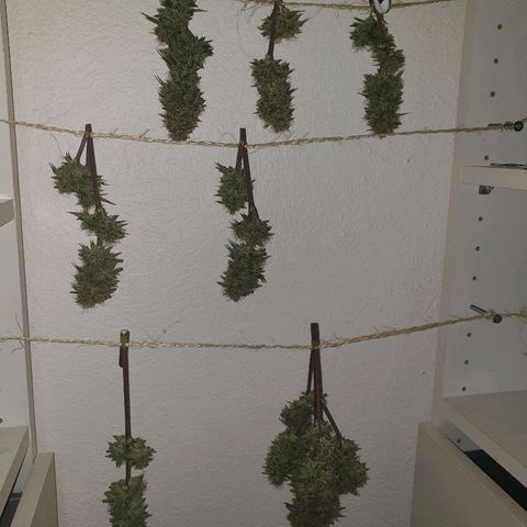 NL 1 growlog timeline photo