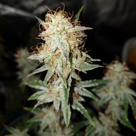 NL 1 growlog timeline photo