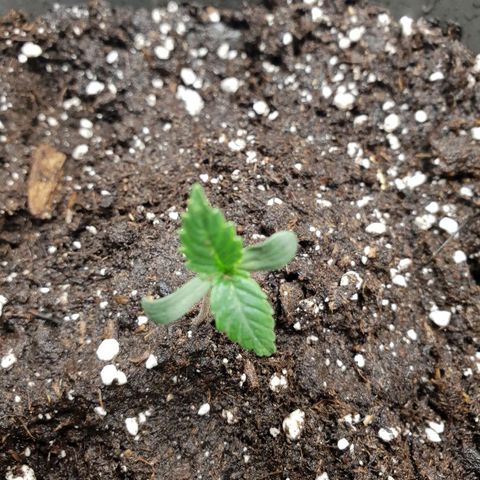 NL 1 growlog timeline photo