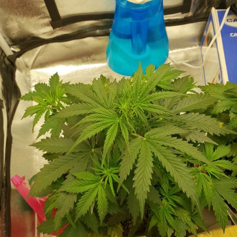 NL 1 growlog timeline photo