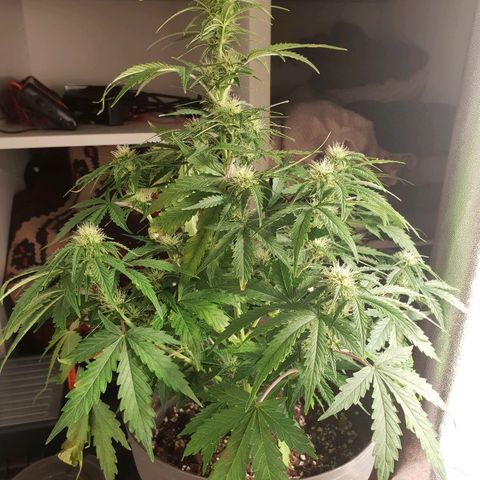 NL 1 growlog timeline photo