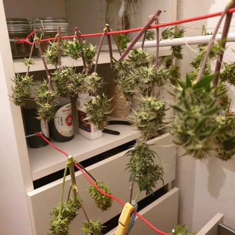 NL 1 growlog timeline photo