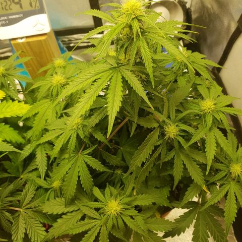 NL 1 growlog timeline photo