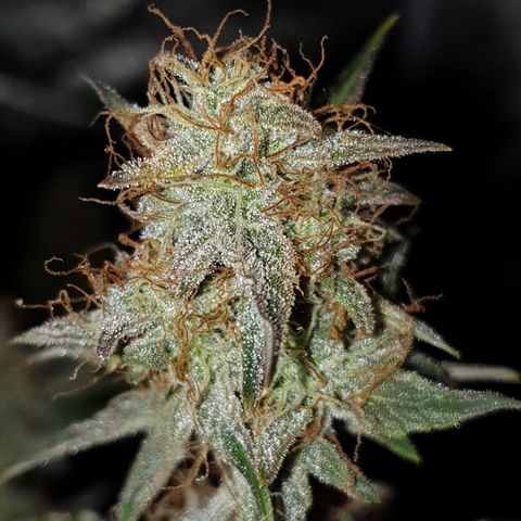 NL 1 growlog timeline photo