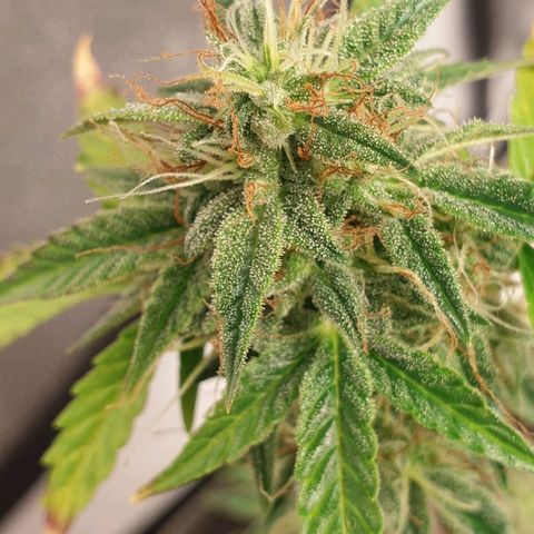 NL 1 growlog timeline photo