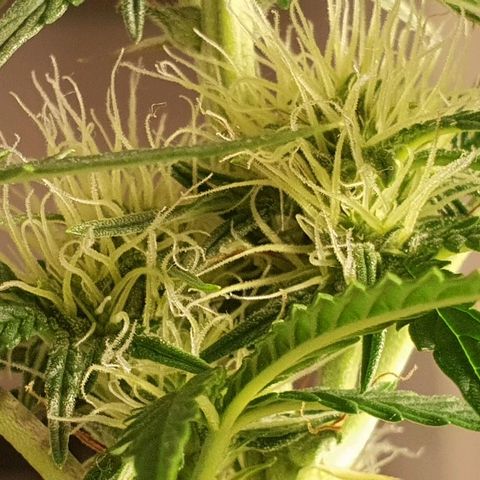 NL 1 growlog timeline photo