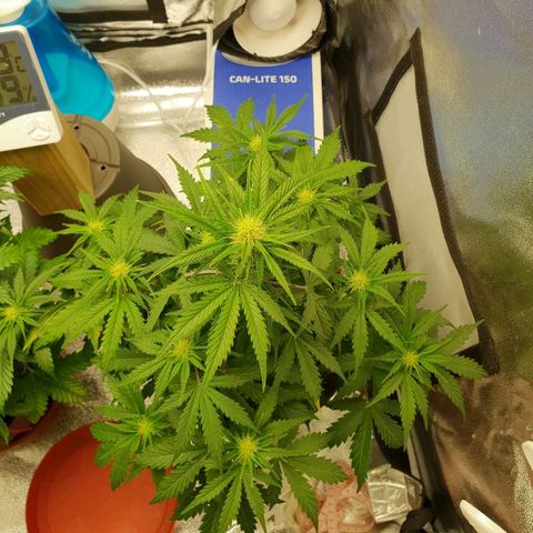 NL 1 growlog timeline photo