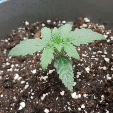 NL 1 growlog timeline photo