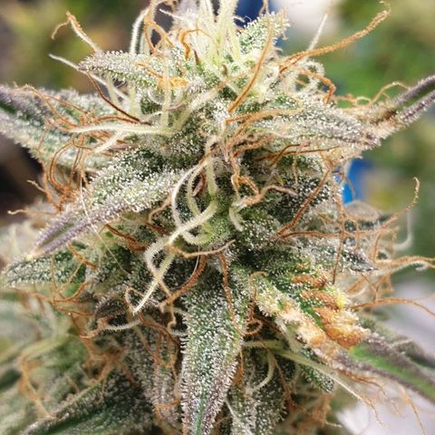 NL 1 growlog timeline photo